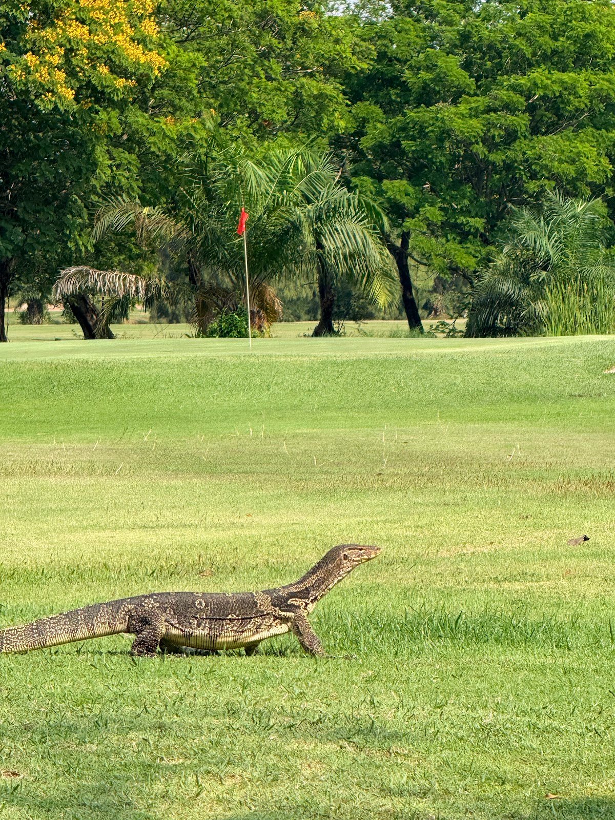 Unico Grande Golf Course golf course photo 8