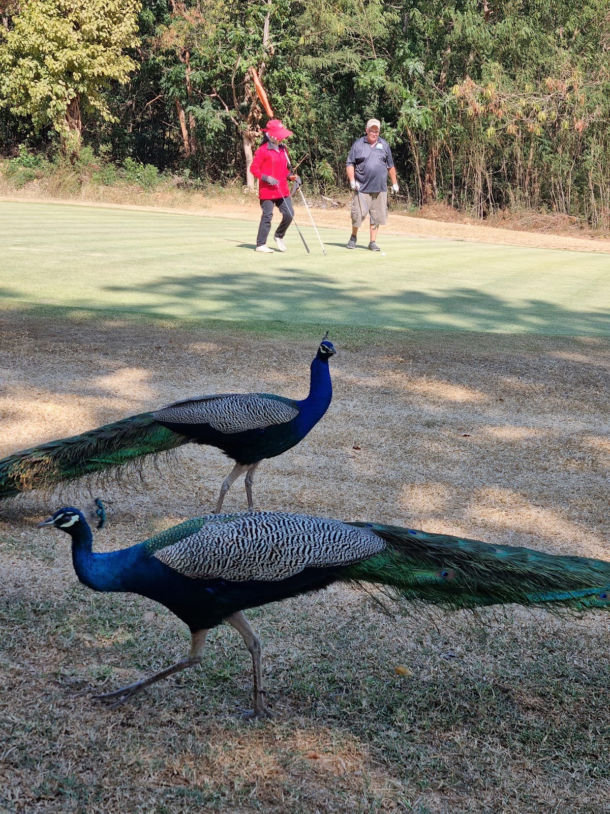 Milford Golf Club (Hua Hin Seoul Country Club) golf course photo 5