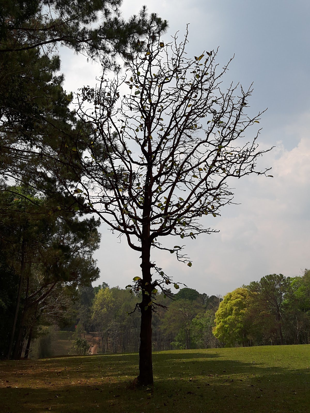 Chulabhorn Dam Golf Course golf course photo 3