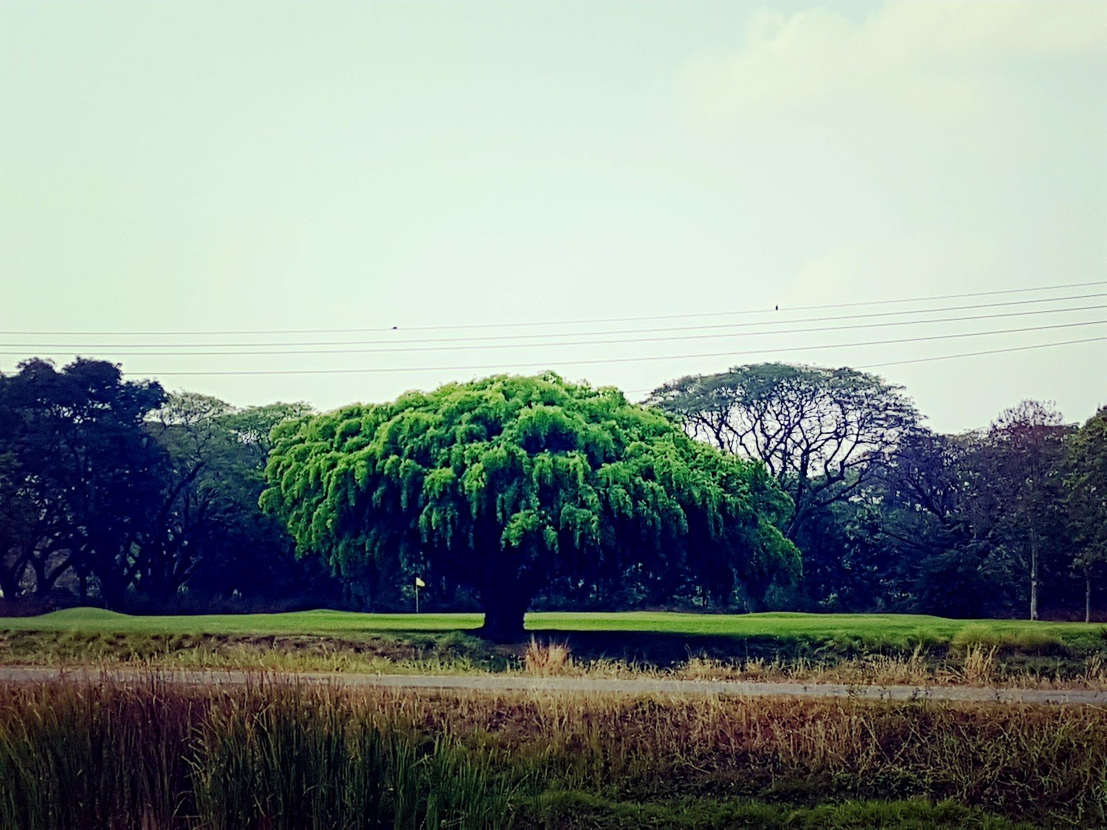 Surin Army Golf Course golf course photo 7