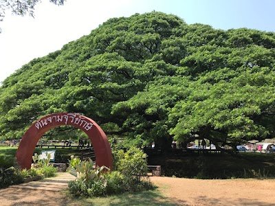 Giant Raintree (Monkey Pod Tree)