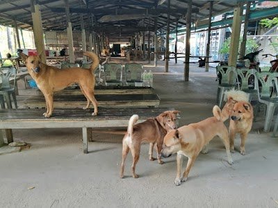 Monkey Training College ONLY OPEN ON APPOINTMENT /วิทยาลัยฝึกลิง