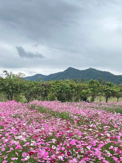 สวนสมุนไพรภูปางสวรรค์ Skywalk Banrai herb garden & Cafe