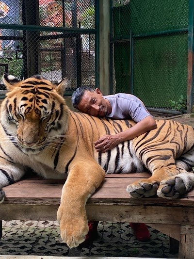 Tiger Kingdom