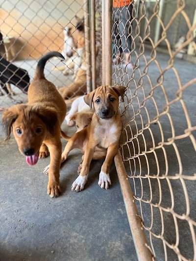 Soi Dog Foundation