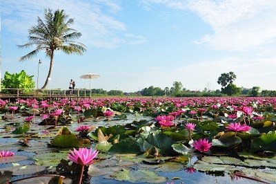 Thung Bua Daeng_ Nawatwithi Ban Khlong Sai
