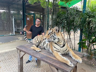 Tiger Topia Sriracha Zoo
