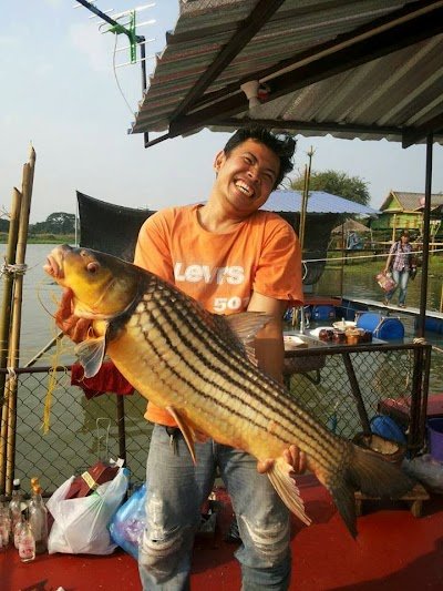 แพ สนามชัย บางไทร อยุธยา ตกปลา fishing