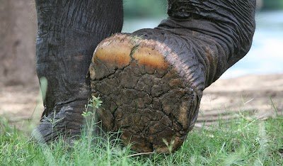 Elephants World
