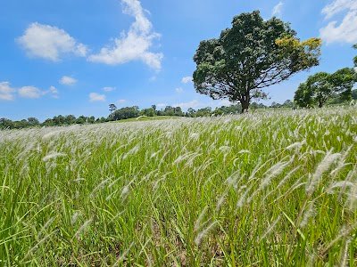 Pong Thung Kwang Salt Lick